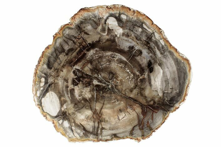 Beautiful, Petrified Wood (Araucaria) Round - Madagascar #265370